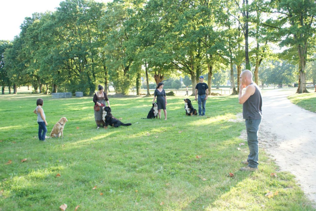 Séance d'éducation canine collective en parc public