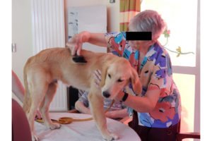 Séance de médiation avec un chien Golden Retriever en EHPAD