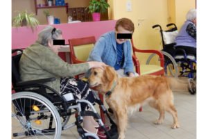 Séance de médiation avec un chien Golden Retriever en EHPAD