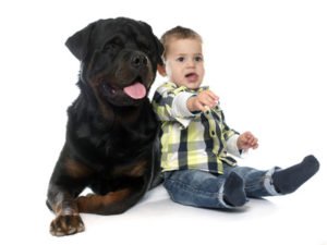 Chien Rottweiler avec un enfant 