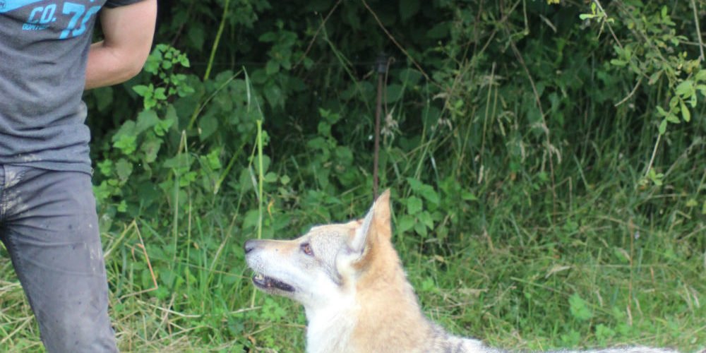 Sylvain Deloy - sylvain deloy cyno-passion44 - education canine & comportement canin jouant avec Elyska chien loup tchécoslovaque