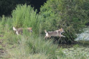 Deux Chiens loup tchécoslovaques courant pour aller jouer dans l'eau