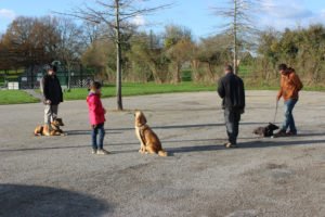Séance d'éducation canine collective en extérieur (parking)