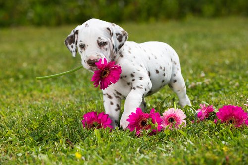 Chiot dalmatien sur le jardin fleuri