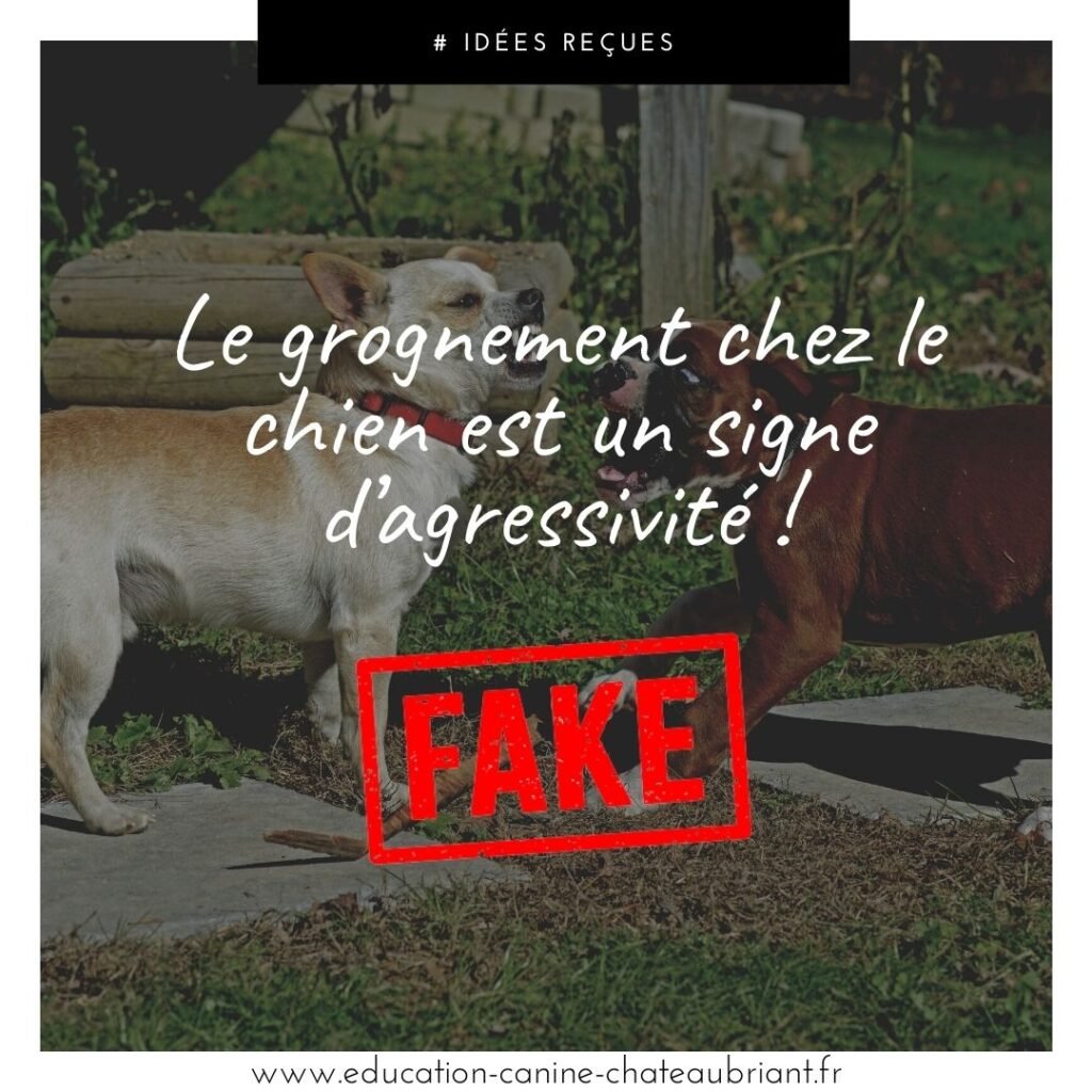 Le grognement chez le chien n'est pas un signe d'agressivité 