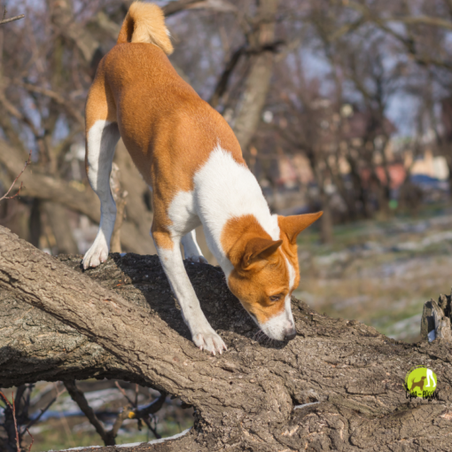 Les activités de flair (renifler, sentir) fait partie d'un enrichissement du milieu de votre chien