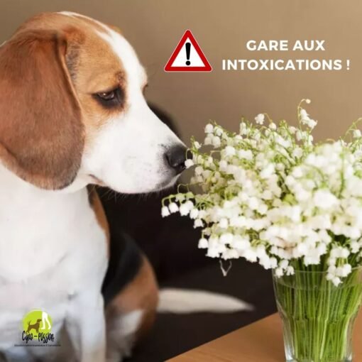 Prévention sur l'intoxication au muguet chez les chiens