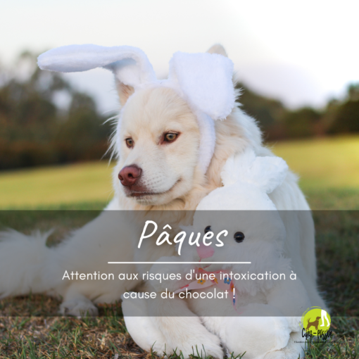 Pâques - chien déguisé en lapin de Pâques