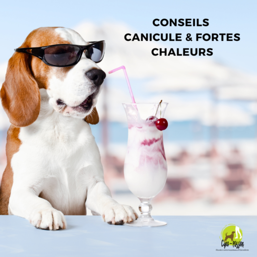 chien avec des lunettes de soleil sirotant une boisson rafraichissante
