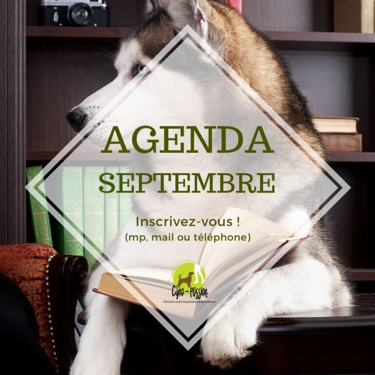 Retrouvez nos activités canines de Septembre