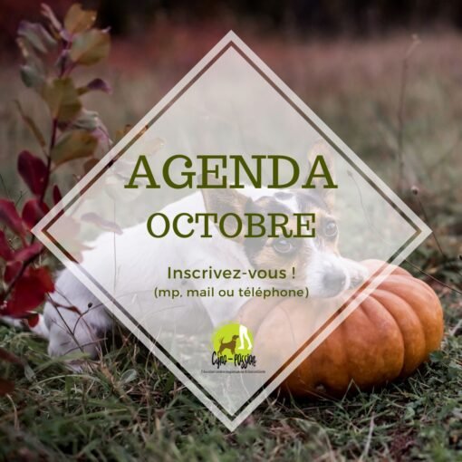 Agenda octobre - chien avec le tête posé sur une citrouille