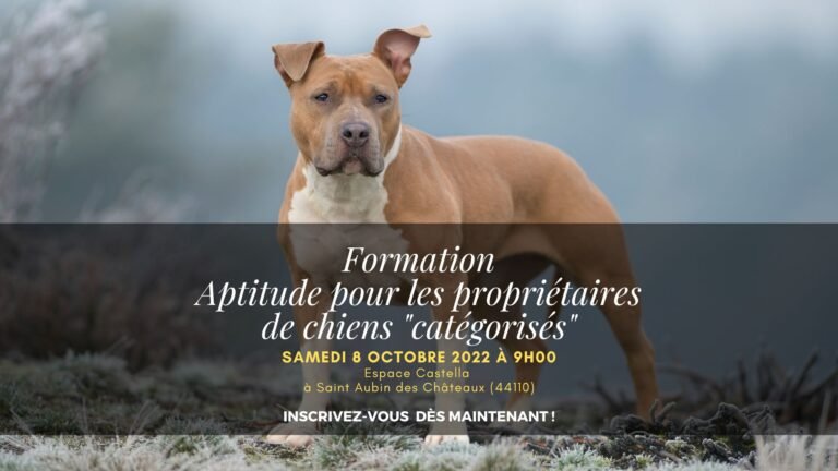 Attestation d’aptitude pour obtenir le permis de détention (chiens « de catégorie ») – Session octobre 2022