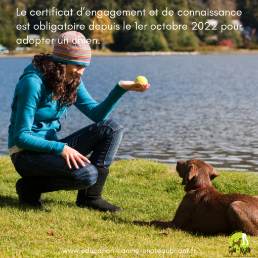 certificat d’engagement et de connaissance - jeune femme jouant avec son chien à la balle