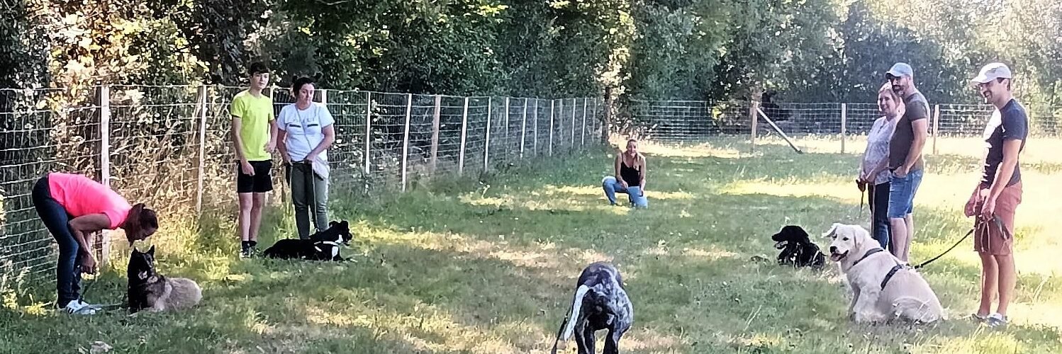 Séance d'éducation canine collective sur le terrain d'éducation clôturé et sécurisé