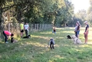 Séance d'éducation canine collective sur le terrain d'éducation clôturé et sécurisé