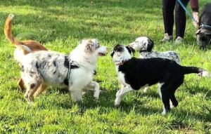 Séance de socialisation et familiarisation pour chiots de 2 à 6 mois inclus