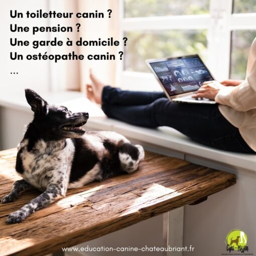 Création d'un annuaire canin chez la région de Châteaubriant
