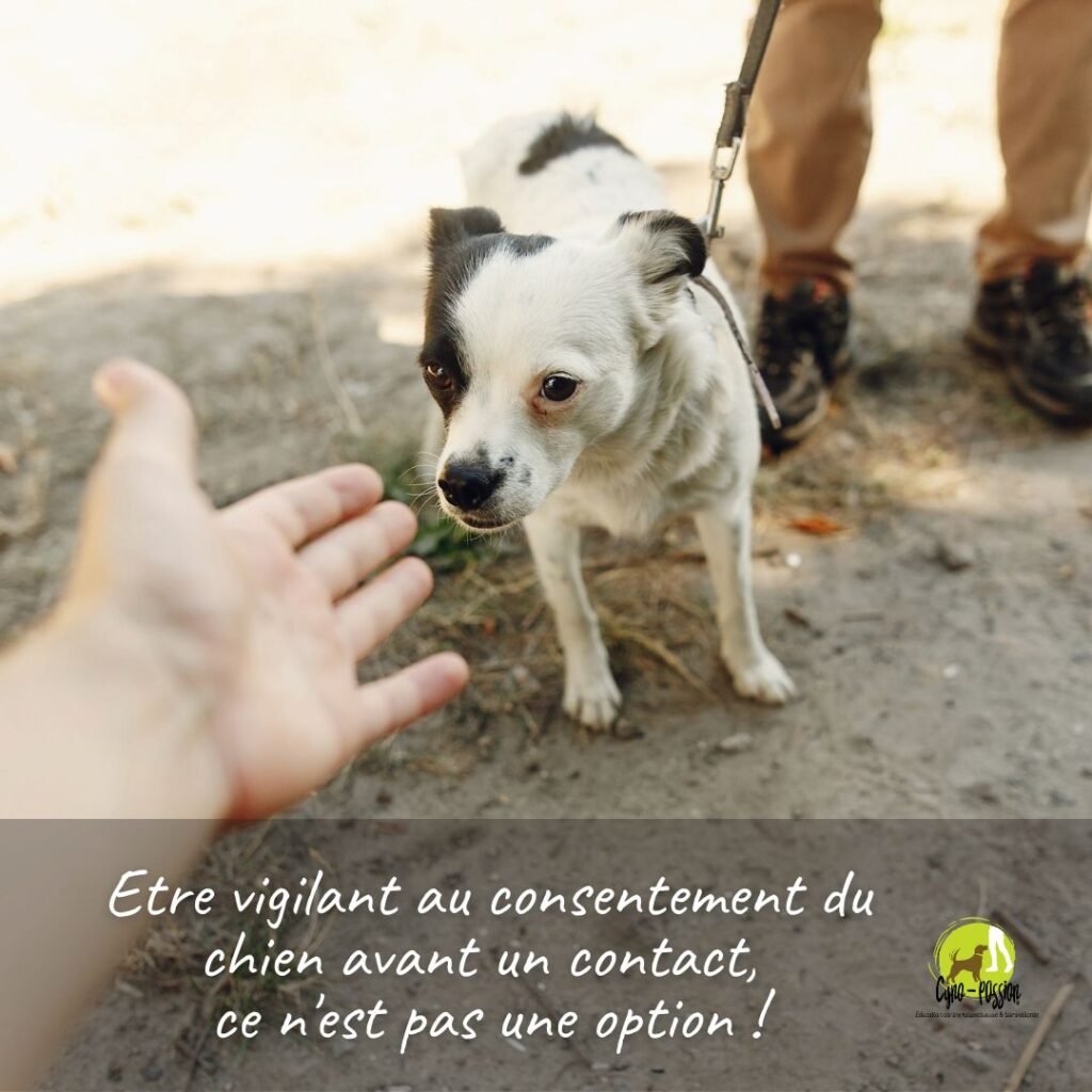 Etre vigilant au consentement du chien avant un contact, ce n'est pas une option !