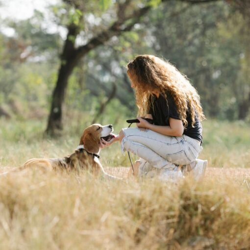 caresse et consentement du chien - jeune femme caressant un chien beagle