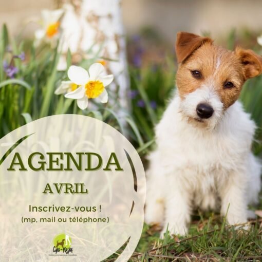 Agenda Avril - chiot fox terrier près de jonquille