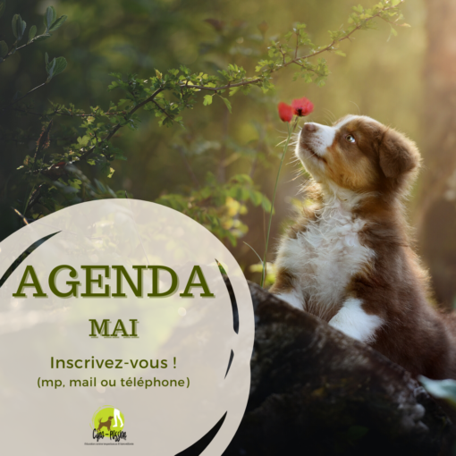 Agenda Mai - chiot berger australien sentant un coquelicot