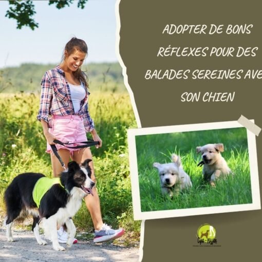 Balade avec son chien dans la nature