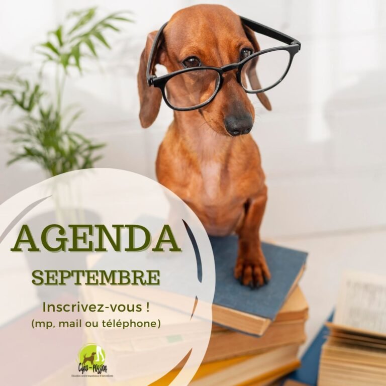 Planning des activités collectives canines de septembre