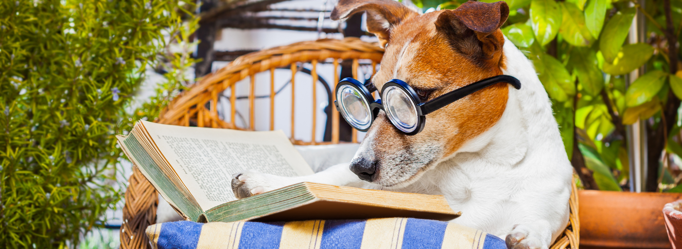 Chien étudiant les méthodes d'éducation canine bienveillante et progressive