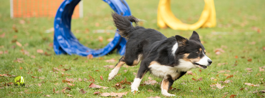 Le Hooper, l'Agility accessible à tous les chiens et chiots