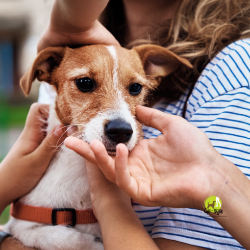 Un chien Terrier Jack Russell se faisant caresser par plusieurs personnes