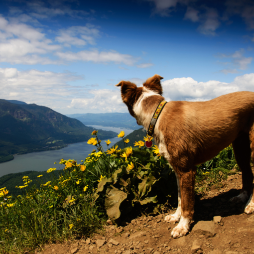 Chien se promenant dans la nature