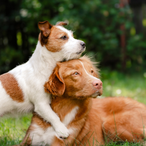 Un Jack russel et Nova scotia observent dans la même direction dans l'herbe