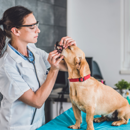 Visite chez le vétérinaire pour montrer les dents de son chien