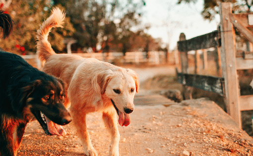 Deux chiens en balade dans la nature automnale