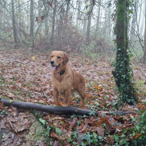 Une jeune Golden Retriever en balade dans la fôret automnale
