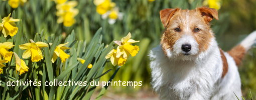 Jeune chien qui court parmi les premières jonquilles du printemps