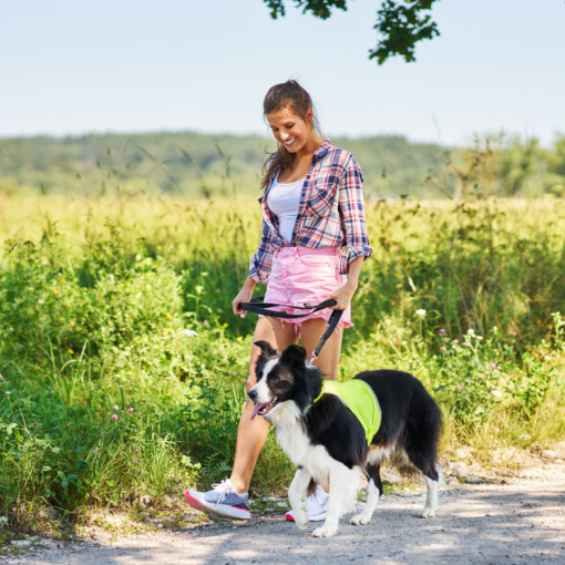 Jeune femme souriante se promenant sur un chemin de campagne ensoleillé avec un chien Border Collie, entouré de verdure et de nature apaisante