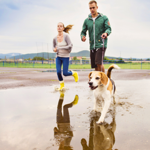 Couple en tenue sportive marchant avec un chien en laisse sur un sol mouillé avec des flaques, reflétant leur image, dans un parc extérieur avec des montagnes en arrière-plan